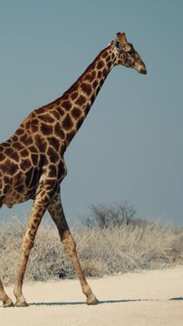 Herd of giraffes wandering through the open wilderness in Etosha Nationalpark in Namibia