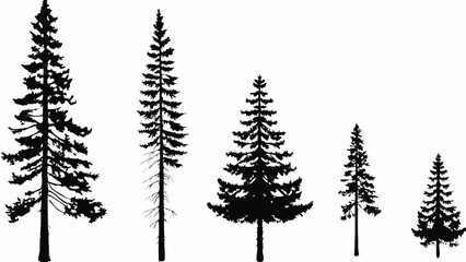 Fototapeta premium Coniferous evergreen tree silhouettes on a white background forest scene