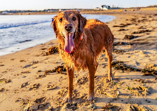 dogs on Trearddur bay at sunset Anglesey