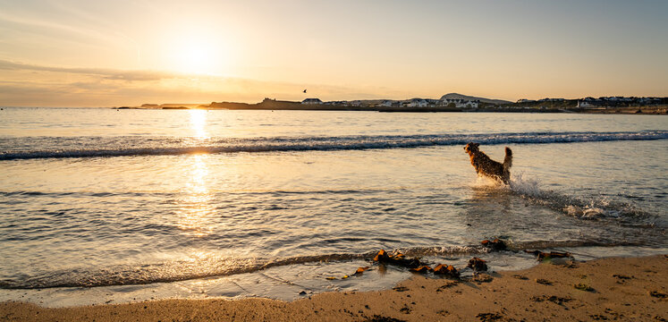 dogs on Trearddur bay at sunset Anglesey