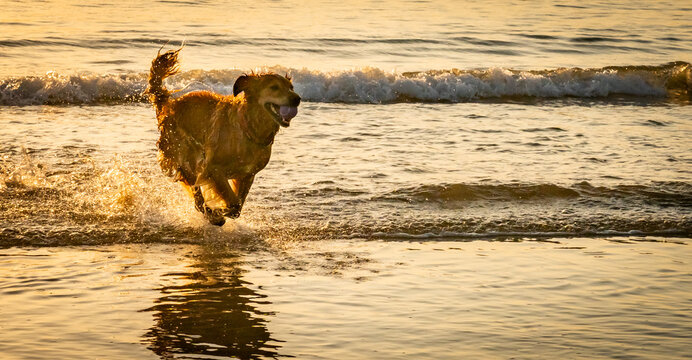 dogs on Trearddur bay at sunset Anglesey