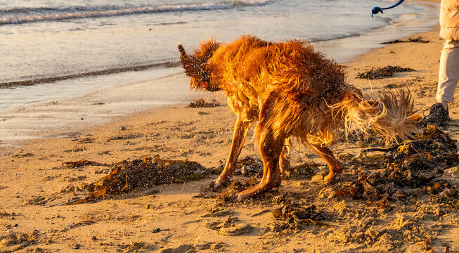dogs on Trearddur bay at sunset Anglesey