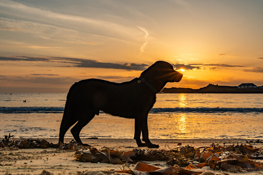 dogs on Trearddur bay at sunset Anglesey