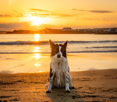 dogs on Trearddur bay at sunset Anglesey