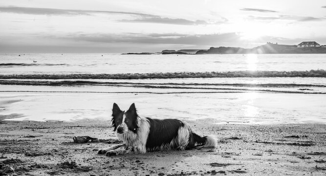 dogs on Trearddur bay at sunset Anglesey