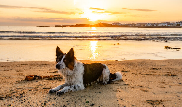 dogs on Trearddur bay at sunset Anglesey