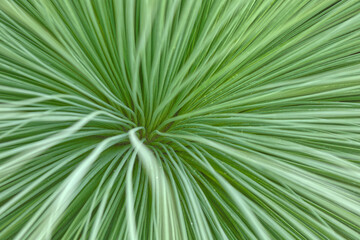 Obraz premium Blätter von Yucca linearis