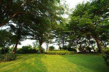 Obraz premium A wide view of a lush green park with large trees and open grass under warm natural sunlight. Ideal for themes of nature, relaxation, outdoor lifestyle, and peaceful environments. 