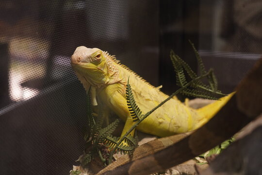 Yellow green iguana resting on a branch inside an indoor reptile glass terrarium.