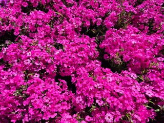 Fototapeta premium Phlox subulata, Polster-Phlox