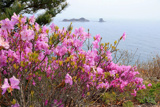 Blooming Rhododendron in the sea shore of Primorye