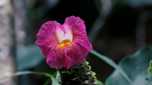 Macro of a pink crepe ginger flower with yellow center blooming in a tropical garden closeup