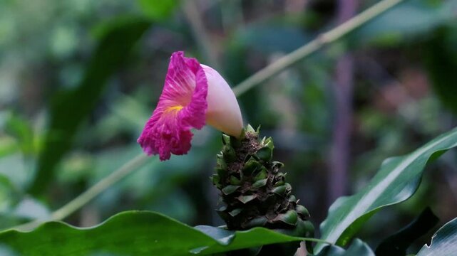 Macro of a pink crepe ginger flower with yellow center blooming in a tropical garden closeup