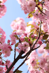 Fototapeta premium Branches of blooming pink sakura against a clear blue sky in spring. Delicate spring flowering of Japanese cherry with dense pink inflorescences and young leaves. Terry flowers in full bloom