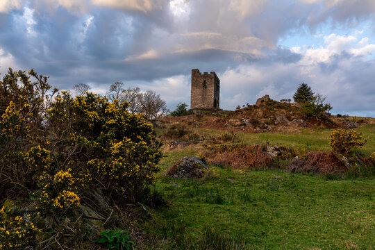 Dolwyddelan Castle keep viewed across open moorland with flowering gorse in the foreground