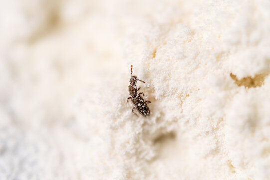 Extreme macro of a rice weevil (Sitophilus oryzae) covered in flour, crawling on a white powdery surface.
