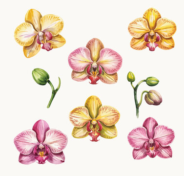 Phalaenopsis orchid flower set with buds in soft hand painted watercolor style.