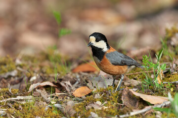Obraz premium Varied Tit looking for food on moss