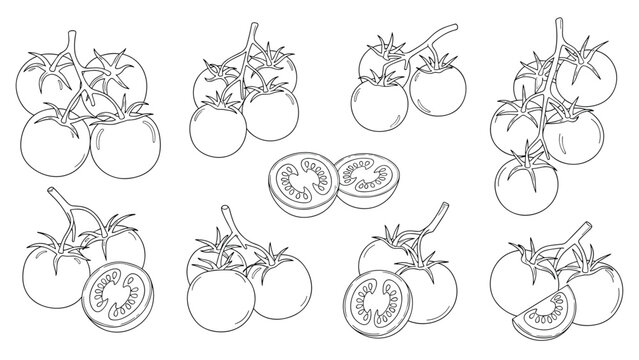 Professional hand drawn sketches of fresh tomatoes on vines with cross section views for culinary and botanical design.