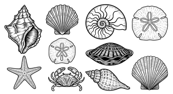 Vintage engraved seashell collection, black and white woodcut style illustration set
