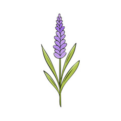 Fototapeta premium Purple lavender flower with green leaves illustrated drawing