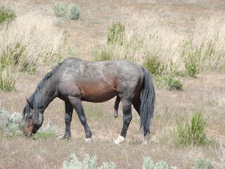 Fototapeta premium A dusty wild horse grazing