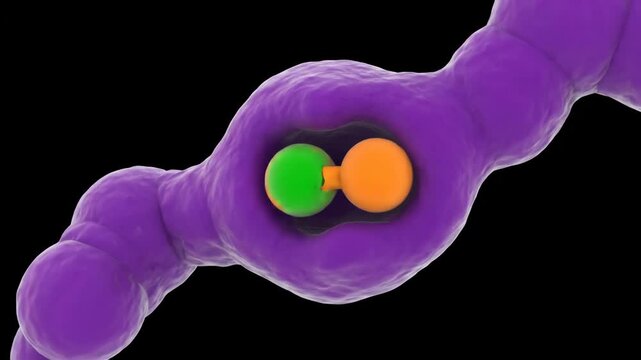 3D Visualization of Enzyme Catalyzing Chemical Reaction with Substrates and Products
