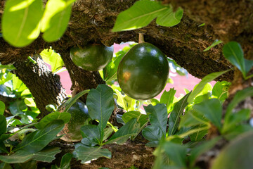 Tropical fruits growing on tree branch surrounded by green leaves in natural sunlight, organic farming and fresh food concept © Gustavo
