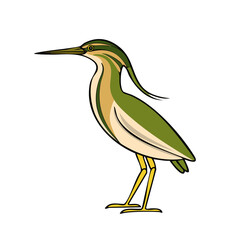 Fototapeta premium Standing heron with yellow legs and long beak, profile view, green and yellow plumage