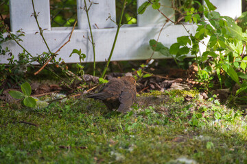 Obraz premium Baby Blackbird Sitting on Ground in Garden Environment