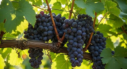 Naklejka premium Ripe Grapes on the Vine - A Close-Up of Vineyard Harvest.