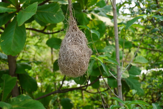 Bird Nest Hanging from Tree Branch Close Up