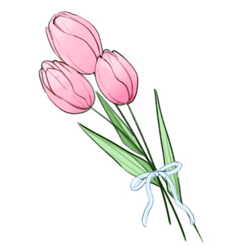 Tulipa