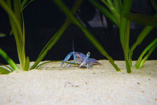 Blue Crayfish Procambarus alleni on Sand Substrate
