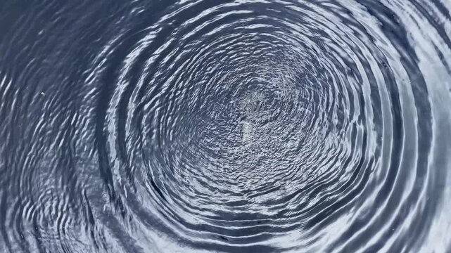 &ldquo;Nature's dance: The perfect concentric circles created by a coot gliding across the surface of still water. A harmony of stillness and movement.&rdquo;
