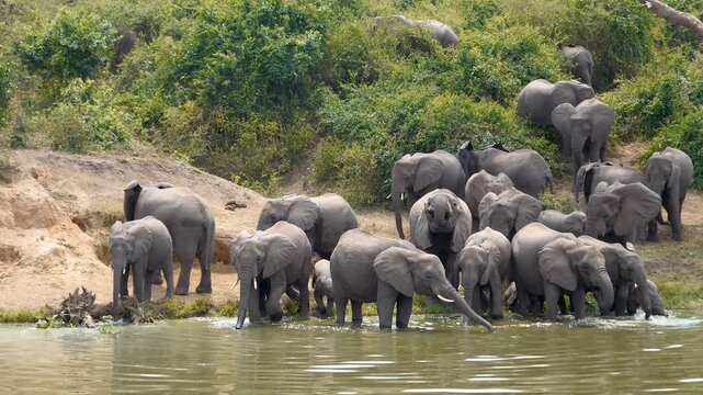 Big herd of african elephants with calves standing on a sandy riverbank to drink from muddy water of waterhole in natural habitat. Surrounded by bush vegetation elephants in nature reservation

