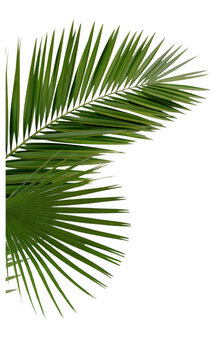 Closeup of a single palm leaf against a plain white background