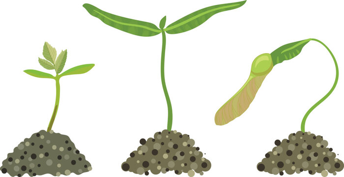 Young tree seedlings growing in soil: Maple (Acer platanoides) and Rowan (Sorbus aucuparia) sprouts 