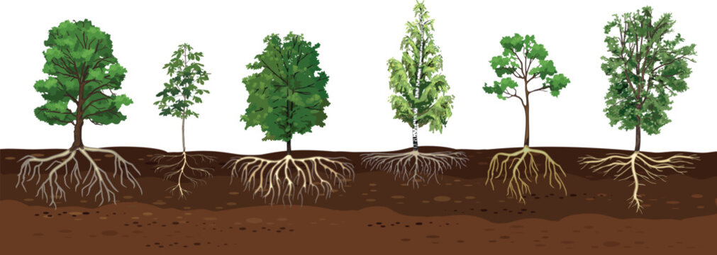 Root systems of various tree species in soil cross-section: Oak ( Quercus robur), Horse Chestnut (Aesculus hippocastanum), Birch (Betula pendula) and Rowan (Sorbus aucuparia) infographic
