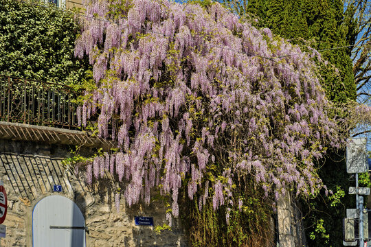 Blooming wisteria cascading over a residential building facade in Geneva, Switzerland, with vibrant purple flowers under a bright spring sky.