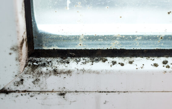 Macro shot of black mold and dirt on a white window frame and glass.