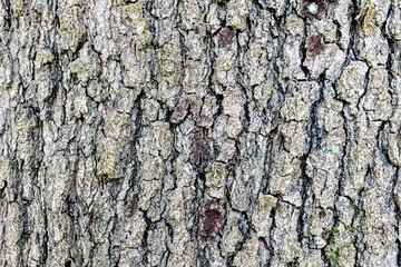 Fototapeta premium Dramatic Oak Bark Texture – High Contrast Natural Pattern