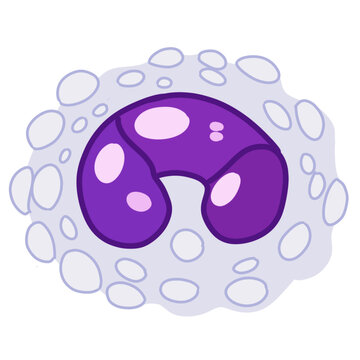 Neutrophil Cell, White Blood Cell Illustration