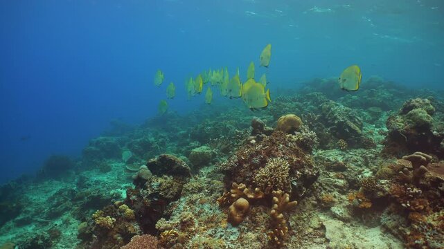 Colourful tropical coral reef. Scene reef. Marine life sea world. Sipadan, Malaysia.