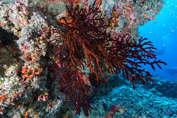 coral reef in the sea © Evgenios