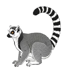 Fototapeta premium Ring-tailed Lemur Illustration - A Detailed Depiction of a Madagascar Native.