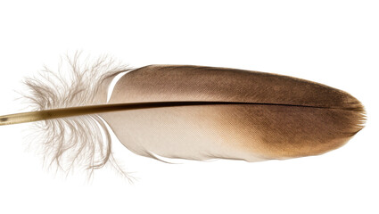 Long brown feather with fluffy base and quill shaft © Maria
