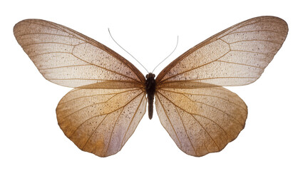 Brown patterned butterfly with delicate veined wings and antennae © Maria