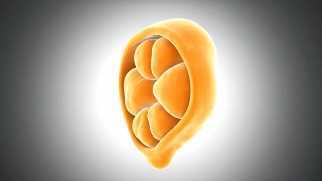 3D Animation of Human Pancreas: Anatomical Model Rotation and Internal Structure
