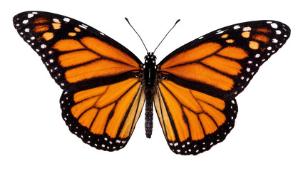 Vibrant Monarch Butterfly with Orange Wings and Black Veins © Maria